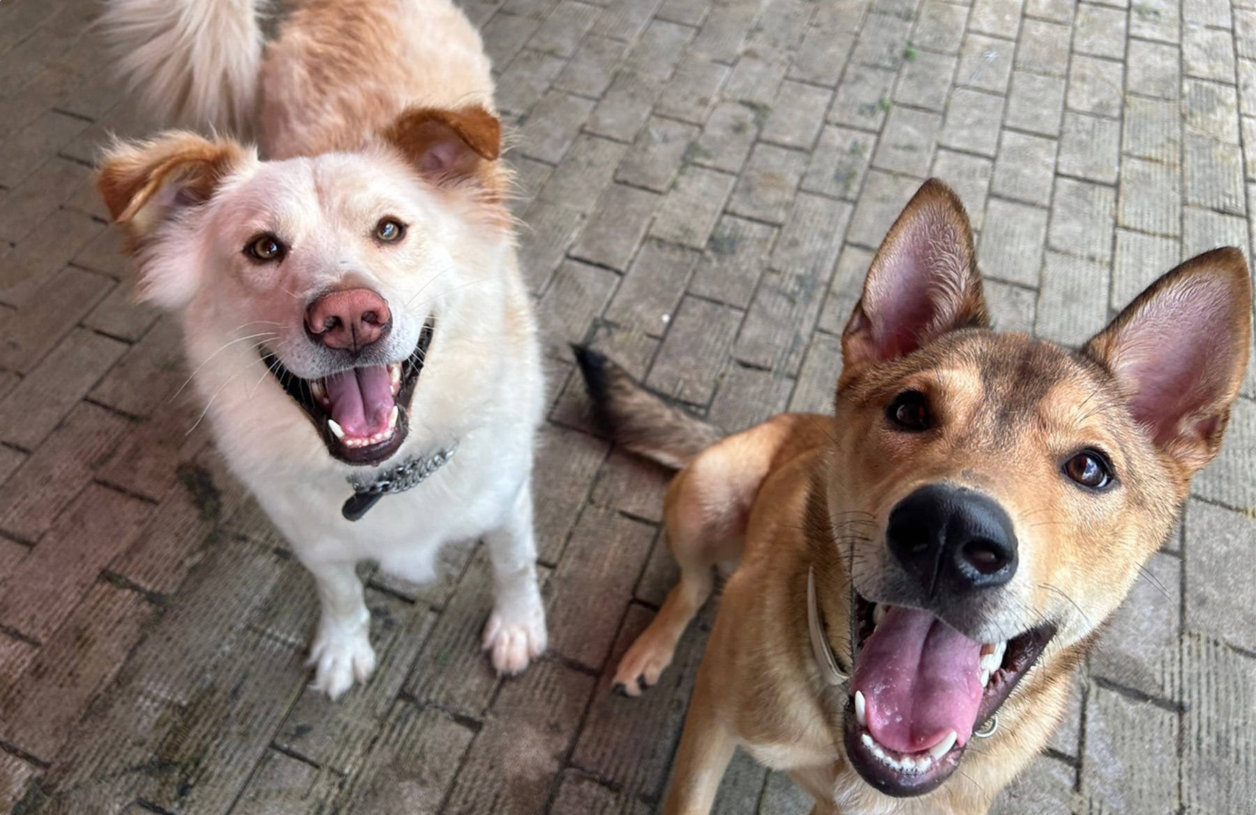 保護犬譲渡活動「SOS活動」