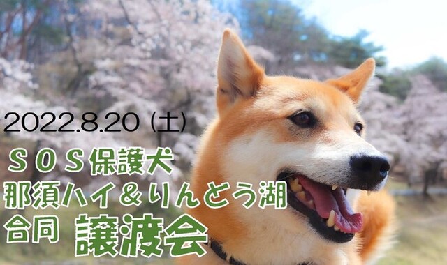 那須ハイランドパーク Sos活動保護犬譲渡会開催のお知らせ 8月日開催 那須高原towaピュアコテージ