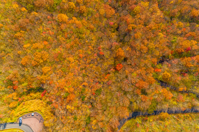 【紅葉シーズン到来】彩り豊かな絶景をおとどけ