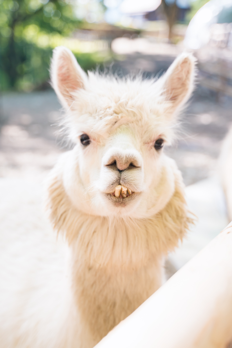 【りんどう湖】アルパカグランピング｜りんどう湖1日乗放題チケット付｜1泊2食付