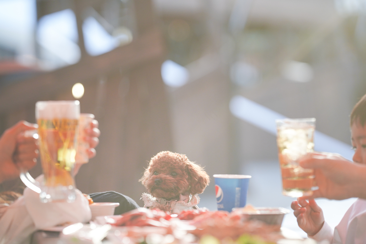 わんちゃんと一緒にBBQ